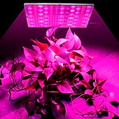 billige Plantevekstlamper-led vokse lys fullspektrum plante vokse 25w 75led perler enkelt installere høydepunkt energisparing 85-265v innendørs planter growbox drivhus hydroponiske grønnsaker blomster og frukt 1 stk