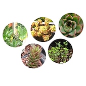 billige Plantevekstlamper-led vokse lys fullspektrum plante vokse 25w 75led perler enkelt installere høydepunkt energisparing 85-265v innendørs planter growbox drivhus hydroponiske grønnsaker blomster og frukt 1 stk