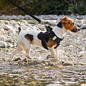 お買い得  犬用首輪＆ハーネス＆リード-犬用　ペット用　ハーネス　ベスト　調整可能　高通気性　反射ストラップ付き　安全　快適　小型犬用　ドッグトレーニング用  無地　選べる7色