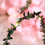 cheap Battery String Lights-Elegant Wedding Reception Party 5M 50LEDs Green Leaves Garland LED String Lights 2pcs 1pc Battery Operated Fairy Lights for Wedding Christmas Banquet Garden Holiday Indoor Decoration
