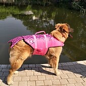 お買い得  ライフジャケット-犬用 犬のライフジャケット 調整可能 安全用具 犬服