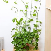 abordables accesorios para el cuidado de las plantas-20 piezas de clips de fijación de pared para trepar plantas, fijador de vid, gancho autoadhesivo invisible, accesorio de pared de tracción de vid para plantas, gancho adhesivo de pared, clip de fijación de vides, soporte para vides