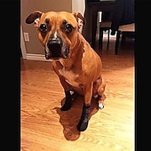 お買い得  ブーツとパウプロテクター-ペット犬用靴下 犬用ブーツ 靴 子犬 屋外 屋内 防水 滑り止め スポーツソックス 靴 ブーツ 犬用 ラバーソール 足保護 小中大型ペット犬用 (#3, ブラック)