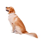お買い得  犬用首輪＆ハーネス＆リード-犬用 小型ペット用 カラー リベット デコレーション 耐久 アウトドア ランニング ハイキング その他 ソリッド クラシック 小型犬 ミディアムドッグ 大型犬 1個