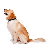 お買い得  犬用首輪＆ハーネス＆リード-犬用 小型ペット用 カラー リベット デコレーション 耐久 アウトドア ランニング ハイキング その他 ソリッド クラシック 小型犬 ミディアムドッグ 大型犬 1個