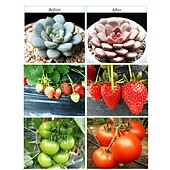 billiga LED Växtljus-30cm led växtljus ac85-265v 6w t5 rör fullspektrum fytolampor för växter grönsaksblommor frön fytoplantor lampa led växtodlingslampa eu us uk au plug