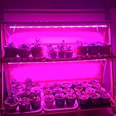 billiga LED Växtljus-30cm led växtljus ac85-265v 6w t5 rör fullspektrum fytolampor för växter grönsaksblommor frön fytoplantor lampa led växtodlingslampa eu us uk au plug