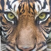 billiga Pojkens 3D-djur-Pojkar 3D Djur Tiger Huvtröja Långärmad 3D-tryck Vår Höst Aktiv Sport Mode Barn 3-13 år Utomhus Dagligen Inomhus Normal