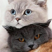 cheap Boy's 3D Animals-Boys 3D Animal Cat Hoodie Long Sleeve 3D Print Spring Fall Active Sports Fashion Kids 3-13 Years Outdoor Daily Indoor Regular Fit