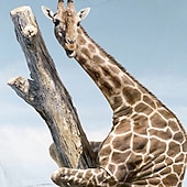 billiga Pojkens 3D-djur-Pojkar 3D Djur Giraff Huvtröja Långärmad 3D-tryck Höst Vinter Aktiv Sport Mode Polyester Barn 3-13 år Utomhus Dagligen Inomhus Normal