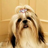 billige Hundehalsbånd og bånd-2 stk flash diamant hjerte hårklype dyretilbehør barnehår smykker jentehodeplagg