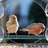 cheap Backyard Birding &amp; Wildlife-Bird Feeder for Outside - Clear Window Bird Feeders with Strong Suction Cups - Transparent Bird Feeder Window MoAunt Acrylic Bird House for Cat Window Perch