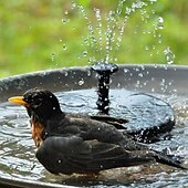 cheap Outdoor Decoration-Round Solar Fountain Outdoor Landscape Pool Pond Water Pump Waterfall Decor Black