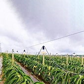 cheap Plant Growing Lights-LED Grow Light for Indoor Plants E27 15W 48LED Beads Full Spectrum Fixture White Purple 220-240 V Vegetable Greenhouse