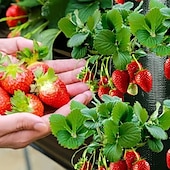 abordables accesorios para el cuidado de las plantas-bolsa de cultivo de fresa colgante, bolsa de cultivo de fresa con 8 agujeros para tomate de fresa y pimiento bolsa de cultivo de tomate al revés, bolsa de cultivo de verduras, suministros de jardinería
