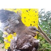 billige skadedyrbekjempelse-20 stk fruktfluefelle stickyworm board drivhus gul bord dobbeltsidig liten svart fluefelle gul og blå felle brett landbrukshusholdning trips 20*15cm