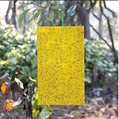 billige skadedyrbekjempelse-20 stk fruktfluefelle stickyworm board drivhus gul bord dobbeltsidig liten svart fluefelle gul og blå felle brett landbrukshusholdning trips 20*15cm