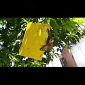 billige skadedyrbekjempelse-20 stk fruktfluefelle stickyworm board drivhus gul bord dobbeltsidig liten svart fluefelle gul og blå felle brett landbrukshusholdning trips 20*15cm