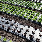 abordables accessoires d&#039;entretien des plantes-film plastique avec trous de plantation, film barrière anti-mauvaises herbes de jardin paillage respirant jardinage agriculture paysage bâche pour le maintien de la température de l&#039;humidité