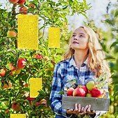 billige skadedyrbekjempelse-20 stk fruktfluefelle stickyworm board drivhus gul bord dobbeltsidig liten svart fluefelle gul og blå felle brett landbrukshusholdning trips 20*15cm