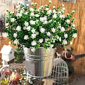 voordelige Kunstbloemen-1 st 7 vork eucalyptus kleine rozen plastic eucalyptus bladeren gesimuleerd watergras
