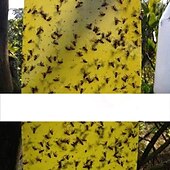 billige skadedyrbekjempelse-20 stk fruktfluefelle stickyworm board drivhus gul bord dobbeltsidig liten svart fluefelle gul og blå felle brett landbrukshusholdning trips 20*15cm