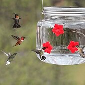 economico birdwatching e fauna selvatica nel cortile-1pc, mangiatoia per colibrì, con porte per l&#039;alimentazione dei fiori, decorazione da giardino pensile per esterni, design trasparente del serbatoio della lampadina, mangiatoie per colibrì portatili,