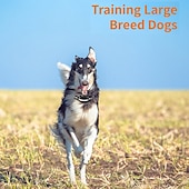 preiswerte Hundetraining-3300 Fuß langes Trainingshalsband für Hunde mit Fernbedienung, 9-Ton-Option, wiederaufladbares, wasserdichtes IPX7-Schwimmschock-Trainingshalsband