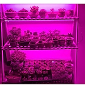 economico Lampade per coltivazione indoor-striscia led per coltivazione usb 5v spettro completo coltiva luce luce succulenta per fiori e piantine