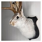 cheap Wall Sculptures-Jackalope Rabbit Wall Decor The Latest Legend of Antlers,Fake Rabbit Resin Art Wall Mount, Simulation Head Specimen Ornament