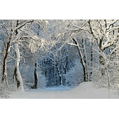 זול טפט-טפטים מגניבים טבע טפט קיר ציור קיר שחור ולבן קילוף ודבק נשלף pvc/ויניל חומר הדבקה עצמית/דבק חובה ציור קיר עיצוב קיר לחדר שינה בסלון