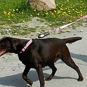 お買い得  犬用トレーニング用品-ペットトレーナー犬トレーナーリモコン犬トレーナー超音波リモコン吠え防止ツール犬の首輪