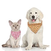 billige Bandanas og hatter-Hunder Katter Bandanahatt til hundebursdag Mote Fritid Vinter Vanntett Pustende Myk Vaskbar Bekvem Fritid / hverdag Hundeklær for Bichon Frisé Pommeran ungt kjæledyr Sommerfugl Small