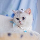 cheap Dresses-Dog Cat Dress Fashion Cute Winter Soft Washable Comfortable Outdoor Party Dog Clothing for Bichon Frise Poodle Pomeranian Baby Pet Papillon