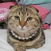 abordables Colliers, harnais et laisses pour chiens-Chien Chat Petits Animaux à Fourrure Collier Ajustable Portable Mignon et câlin Extérieur Marche