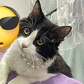 abordables Colliers, harnais et laisses pour chiens-Chien Chat Petits Animaux à Fourrure Collier Ajustable Portable Mignon et câlin Extérieur Marche