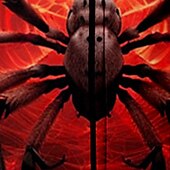 billiga Pojkens 3D-djur-Pojkar 3D SPIDER Huvtröja Kappa Ytterkläder Långärmad 3D-tryck Höst Vinter Mode Streetwear Häftig Polyester Barn 3-12 år Utomhus Ledigt Dagligen Normal