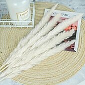 baratos esculturas e estátuas de jardim-15 peças de pastagem de pampas brancas, 6,69/17,72 polegadas, ramos de grama de pampas secos naturais, decoração para casa, cozinha, jardim, festa, arranjo de flores, decoração de vaso (branco)