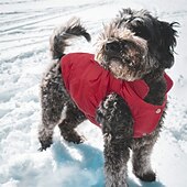 お買い得  コート-犬用 猫用 コート ジャケット ベスト ファッション カジュアル 冬 防水 ウォーム 高通気性 ソフト 洗濯可 クリスマス ハロウィーン クリスマス アウトドア カジュアル／普段着 犬服 for ビジョンフリーゼ ポメラニアン 赤ちゃんサイズ パピヨン Small