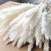 baratos esculturas e estátuas de jardim-15 peças de pastagem de pampas brancas, 6,69/17,72 polegadas, ramos de grama de pampas secos naturais, decoração para casa, cozinha, jardim, festa, arranjo de flores, decoração de vaso (branco)