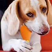 abordables Jouets pour chiens-Jouets de mastication Jouet interactif Jouet de grincement avec Durable Relâcher la pression Dressage d&#039;animaux Jouet de corde de dentition Jouet de dentition pour Chien Chat Intérieur Extérieur Jeu