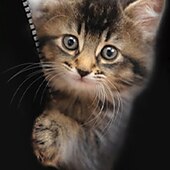 voordelige Meisjes 3D Dieren-Voor meisjes 3D Kat Trui met capuchon Pullover Lange mouw 3D-afdrukken Lente Herfst Actief Modieus leuke Style Kinderen 3-12 jaar 4-12 jaar Capuchon Buiten Casual Dagelijks Normale pasvorm