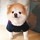 economico Felpe con cappuccio-Cane Gatto Felpa con cappuccio Moda Carino Inverno Caldo Morbido Lavabile Confortevole All&#039;aperto Sportivo Abbigliamento per Cani for Bichon Frisé Barboncino Volpino di Pomerania Cucciolo Papillon