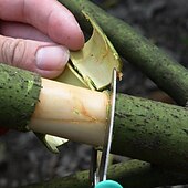 Недорогие садовые ручные инструменты-Садовый нож для опоясывания фруктовых деревьев, ножницы для опоясывания, нож для опоясывания саженцев винограда, резак для коры, садовые ножницы для опоясывания цитрусовых