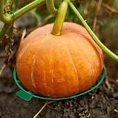 preiswerte Zubehör für die Pflanzenpflege-10er-Pack Pflanzen-Melonenstützen, Käfige, Wiegen, Rankgitter für Wassermelone, Melone, Kürbisse, Erdbeeren – vermeidet Bodenfäule – wiederverwendbar (runde Wassermelonenstütze)