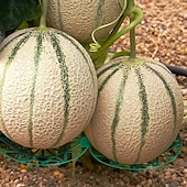 preiswerte Zubehör für die Pflanzenpflege-10er-Pack Pflanzen-Melonenstützen, Käfige, Wiegen, Rankgitter für Wassermelone, Melone, Kürbisse, Erdbeeren – vermeidet Bodenfäule – wiederverwendbar (runde Wassermelonenstütze)