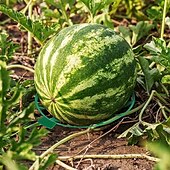 preiswerte Zubehör für die Pflanzenpflege-10er-Pack Pflanzen-Melonenstützen, Käfige, Wiegen, Rankgitter für Wassermelone, Melone, Kürbisse, Erdbeeren – vermeidet Bodenfäule – wiederverwendbar (runde Wassermelonenstütze)