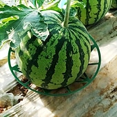 preiswerte Zubehör für die Pflanzenpflege-10er-Pack Pflanzen-Melonenstützen, Käfige, Wiegen, Rankgitter für Wassermelone, Melone, Kürbisse, Erdbeeren – vermeidet Bodenfäule – wiederverwendbar (runde Wassermelonenstütze)