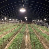 economico Lampade per coltivazione indoor-luce d&#039;imitazione per coltivazione di piante a led luce a led 36w / 50w / 100w per una migliore coltura vegetale 220v e27