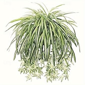 billige Kunstige planter og blomster-1 stk 60 cm store kunstige hengende planter, falske edderkoppplanter for hjemmeinnredning, falske grøntområder for hjemmehagekontor bryllupsdekorasjon